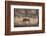 Wild Boar, Ranthambhore National Park, Rajasthan, India, Asia-Janette Hill-Framed Photographic Print