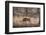 Wild Boar, Ranthambhore National Park, Rajasthan, India, Asia-Janette Hill-Framed Photographic Print