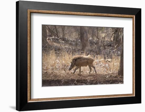 Wild Boar, Ranthambhore National Park, Rajasthan, India, Asia-Janette Hill-Framed Photographic Print