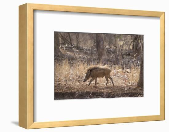 Wild Boar, Ranthambhore National Park, Rajasthan, India, Asia-Janette Hill-Framed Photographic Print