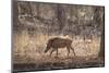 Wild Boar, Ranthambhore National Park, Rajasthan, India, Asia-Janette Hill-Mounted Photographic Print