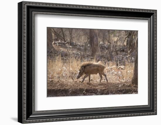 Wild Boar, Ranthambhore National Park, Rajasthan, India, Asia-Janette Hill-Framed Photographic Print