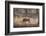 Wild Boar, Ranthambhore National Park, Rajasthan, India, Asia-Janette Hill-Framed Photographic Print