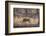 Wild Boar, Ranthambhore National Park, Rajasthan, India, Asia-Janette Hill-Framed Photographic Print