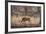 Wild Boar, Ranthambhore National Park, Rajasthan, India, Asia-Janette Hill-Framed Photographic Print