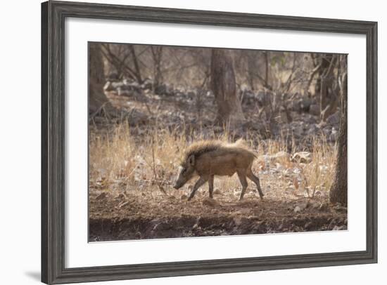 Wild Boar, Ranthambhore National Park, Rajasthan, India, Asia-Janette Hill-Framed Photographic Print