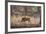 Wild Boar, Ranthambhore National Park, Rajasthan, India, Asia-Janette Hill-Framed Photographic Print