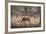 Wild Boar, Ranthambhore National Park, Rajasthan, India, Asia-Janette Hill-Framed Photographic Print