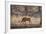 Wild Boar, Ranthambhore National Park, Rajasthan, India, Asia-Janette Hill-Framed Photographic Print