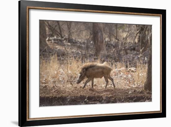 Wild Boar, Ranthambhore National Park, Rajasthan, India, Asia-Janette Hill-Framed Photographic Print