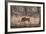 Wild Boar, Ranthambhore National Park, Rajasthan, India, Asia-Janette Hill-Framed Photographic Print