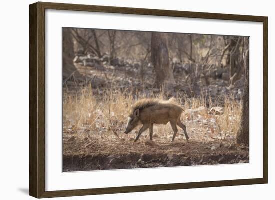 Wild Boar, Ranthambhore National Park, Rajasthan, India, Asia-Janette Hill-Framed Photographic Print