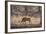 Wild Boar, Ranthambhore National Park, Rajasthan, India, Asia-Janette Hill-Framed Photographic Print