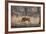 Wild Boar, Ranthambhore National Park, Rajasthan, India, Asia-Janette Hill-Framed Photographic Print