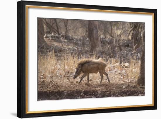 Wild Boar, Ranthambhore National Park, Rajasthan, India, Asia-Janette Hill-Framed Photographic Print