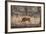 Wild Boar, Ranthambhore National Park, Rajasthan, India, Asia-Janette Hill-Framed Photographic Print