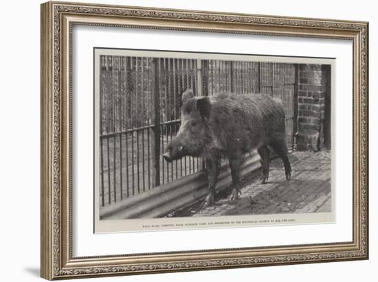 Wild Boar, Removed from Windsor Park and Presented to the Zoological Society by Hm the King-null-Framed Giclee Print