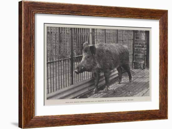 Wild Boar, Removed from Windsor Park and Presented to the Zoological Society by Hm the King-null-Framed Giclee Print