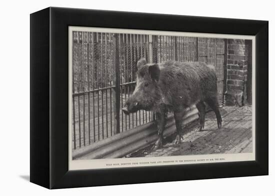 Wild Boar, Removed from Windsor Park and Presented to the Zoological Society by Hm the King-null-Framed Premier Image Canvas