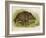 Wild Boar Seated in the Undergrowth-Brittan-Framed Art Print