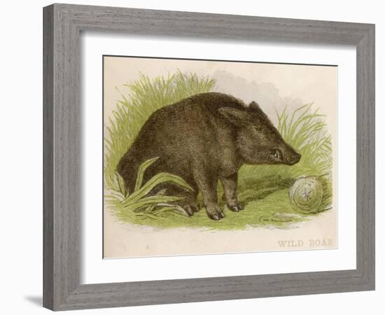 Wild Boar Seated in the Undergrowth-Brittan-Framed Art Print