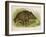 Wild Boar Seated in the Undergrowth-Brittan-Framed Art Print