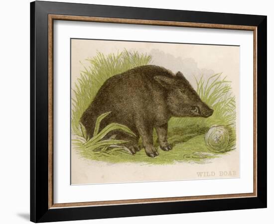 Wild Boar Seated in the Undergrowth-Brittan-Framed Art Print