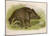 Wild Boar Seated in the Undergrowth-Brittan-Mounted Art Print