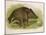 Wild Boar Seated in the Undergrowth-Brittan-Mounted Art Print