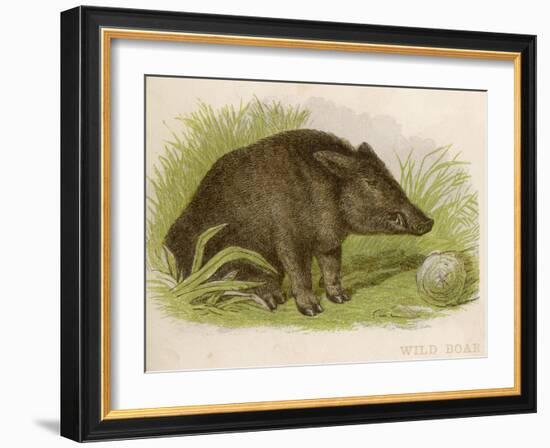 Wild Boar Seated in the Undergrowth-Brittan-Framed Art Print