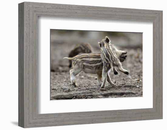 Wild Boar Shoats, Playing-Ronald Wittek-Framed Photographic Print