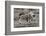 Wild Boar Shoats, Playing-Ronald Wittek-Framed Photographic Print