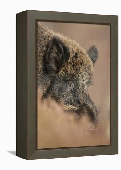 Wild Boar (Sus Scrofa) Alladale Wilderness Reserve, Scotland, March 2009-Cairns-Framed Premier Image Canvas