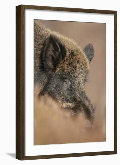 Wild Boar (Sus Scrofa) Alladale Wilderness Reserve, Scotland, March 2009-Cairns-Framed Photographic Print