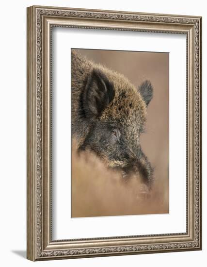 Wild Boar (Sus Scrofa) Alladale Wilderness Reserve, Scotland, March 2009-Cairns-Framed Photographic Print