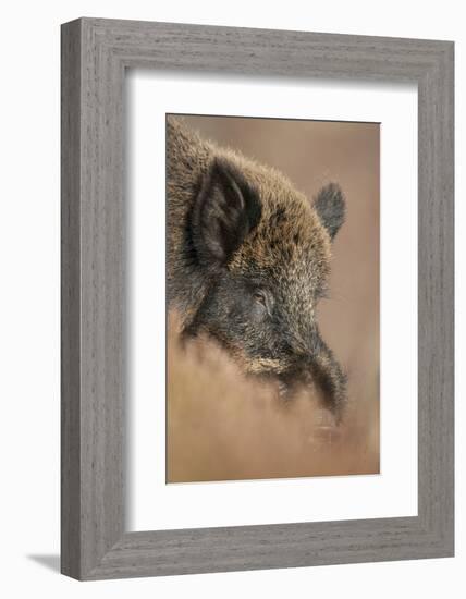 Wild Boar (Sus Scrofa) Alladale Wilderness Reserve, Scotland, March 2009-Cairns-Framed Photographic Print