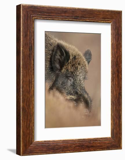 Wild Boar (Sus Scrofa) Alladale Wilderness Reserve, Scotland, March 2009-Cairns-Framed Photographic Print