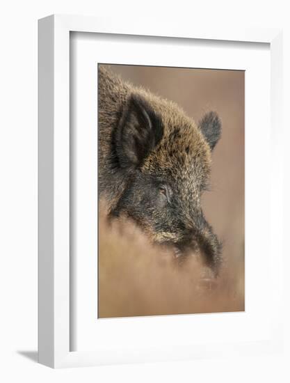 Wild Boar (Sus Scrofa) Alladale Wilderness Reserve, Scotland, March 2009-Cairns-Framed Photographic Print