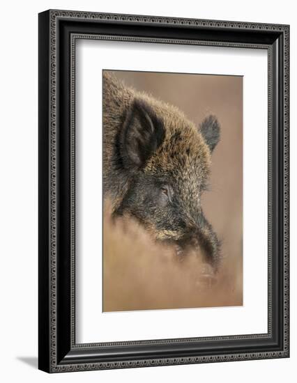 Wild Boar (Sus Scrofa) Alladale Wilderness Reserve, Scotland, March 2009-Cairns-Framed Photographic Print