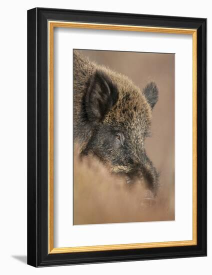 Wild Boar (Sus Scrofa) Alladale Wilderness Reserve, Scotland, March 2009-Cairns-Framed Photographic Print