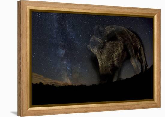 Wild Boar (Sus Scrofa) at Night with the Milky Way in the Background, Gyulaj, Tolna, Hungary-Bence Mate-Framed Premier Image Canvas