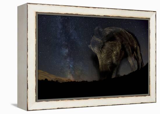 Wild Boar (Sus Scrofa) at Night with the Milky Way in the Background, Gyulaj, Tolna, Hungary-Bence Mate-Framed Premier Image Canvas