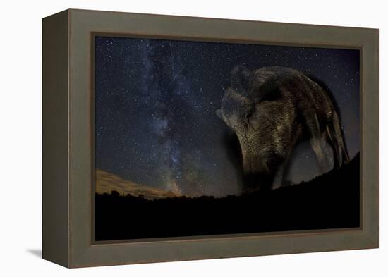 Wild Boar (Sus Scrofa) at Night with the Milky Way in the Background, Gyulaj, Tolna, Hungary-Bence Mate-Framed Premier Image Canvas