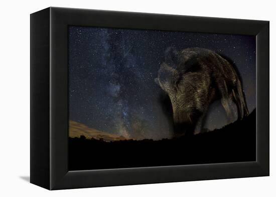 Wild Boar (Sus Scrofa) at Night with the Milky Way in the Background, Gyulaj, Tolna, Hungary-Bence Mate-Framed Premier Image Canvas