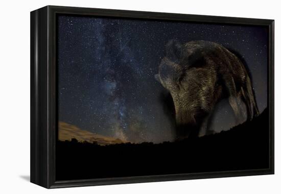 Wild Boar (Sus Scrofa) at Night with the Milky Way in the Background, Gyulaj, Tolna, Hungary-Bence Mate-Framed Premier Image Canvas