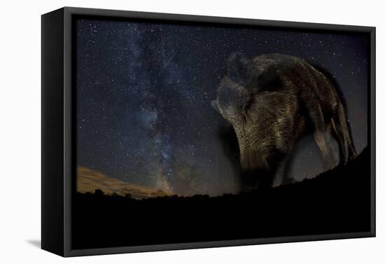 Wild Boar (Sus Scrofa) at Night with the Milky Way in the Background, Gyulaj, Tolna, Hungary-Bence Mate-Framed Premier Image Canvas