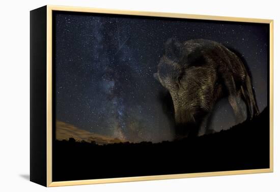 Wild Boar (Sus Scrofa) at Night with the Milky Way in the Background, Gyulaj, Tolna, Hungary-Bence Mate-Framed Premier Image Canvas