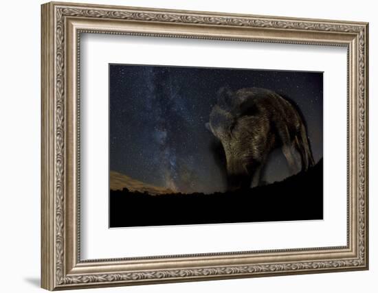 Wild Boar (Sus Scrofa) at Night with the Milky Way in the Background, Gyulaj, Tolna, Hungary-Bence Mate-Framed Photographic Print