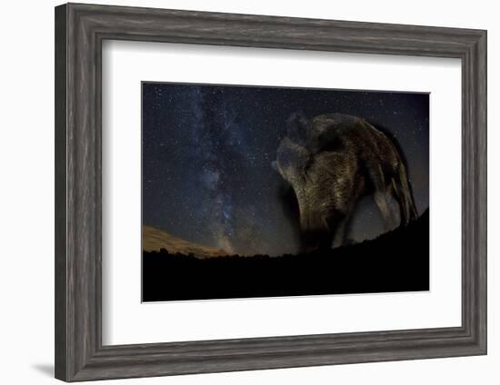 Wild Boar (Sus Scrofa) at Night with the Milky Way in the Background, Gyulaj, Tolna, Hungary-Bence Mate-Framed Photographic Print