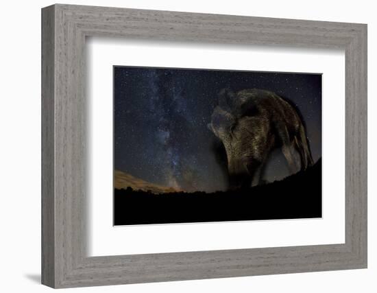 Wild Boar (Sus Scrofa) at Night with the Milky Way in the Background, Gyulaj, Tolna, Hungary-Bence Mate-Framed Photographic Print